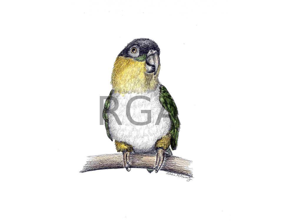 Black Capped Caique