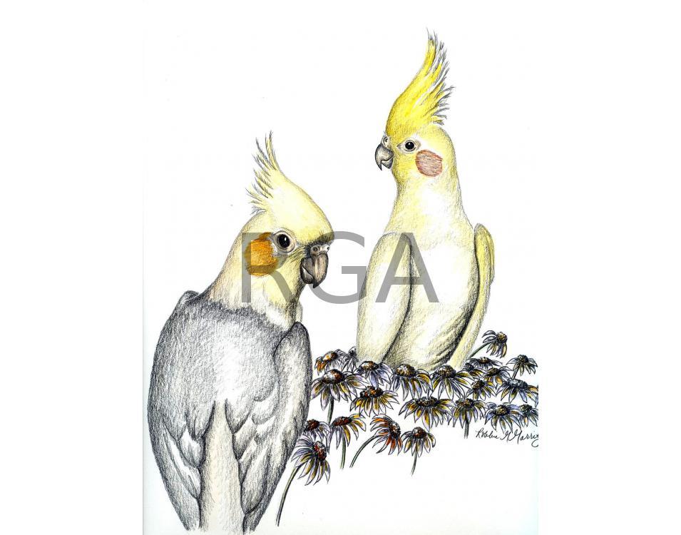 Cockatiels