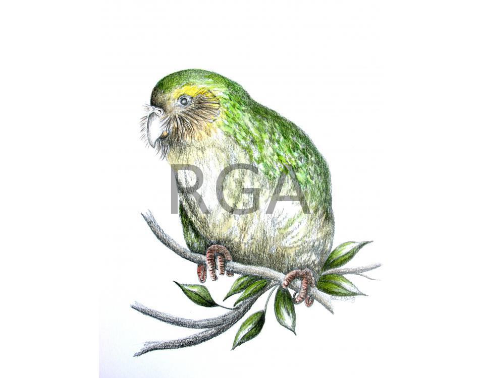 Kakapo