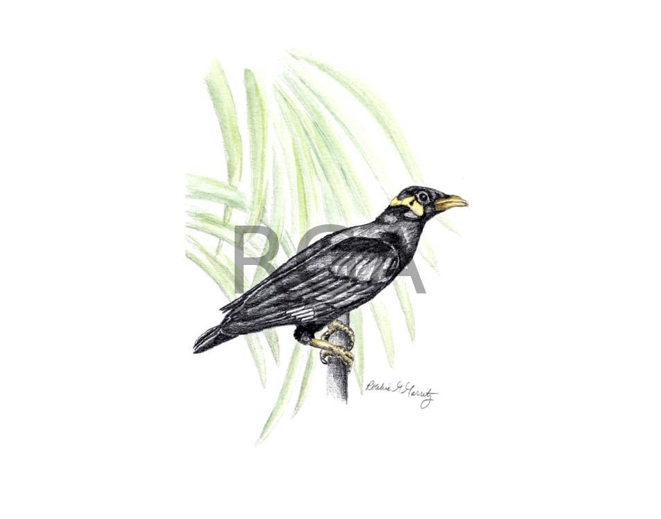 Mynah Bird