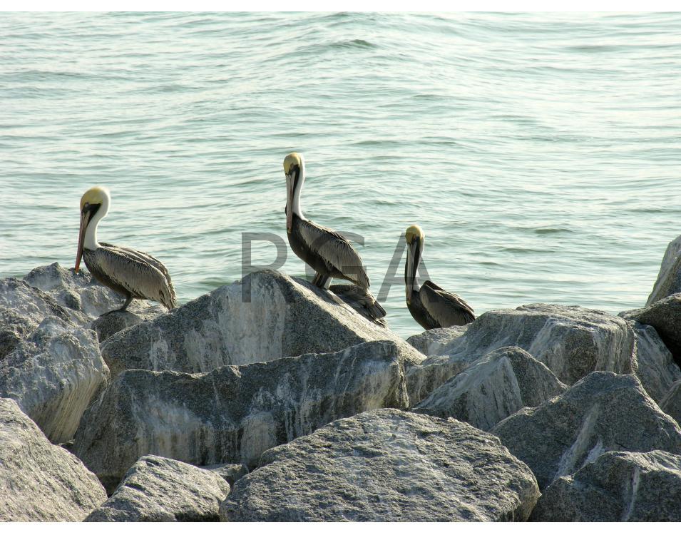 Pelicans 3