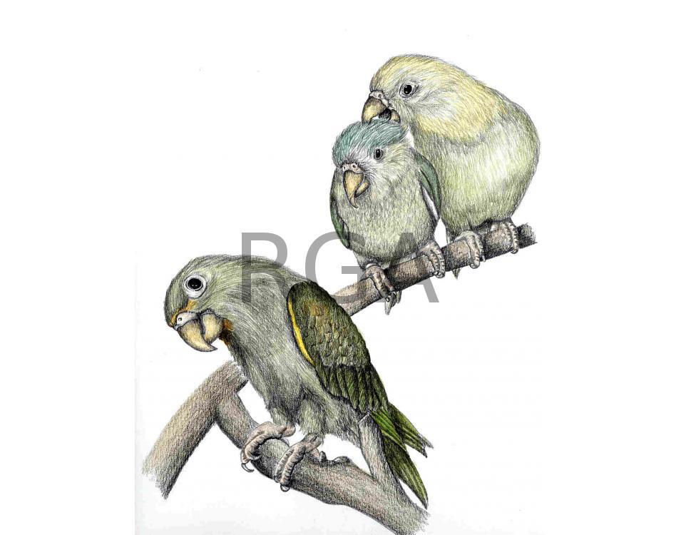 Grey Cheeked Parakeets